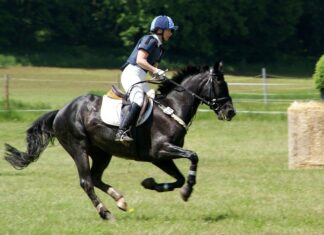 Sport equestri non olimpici